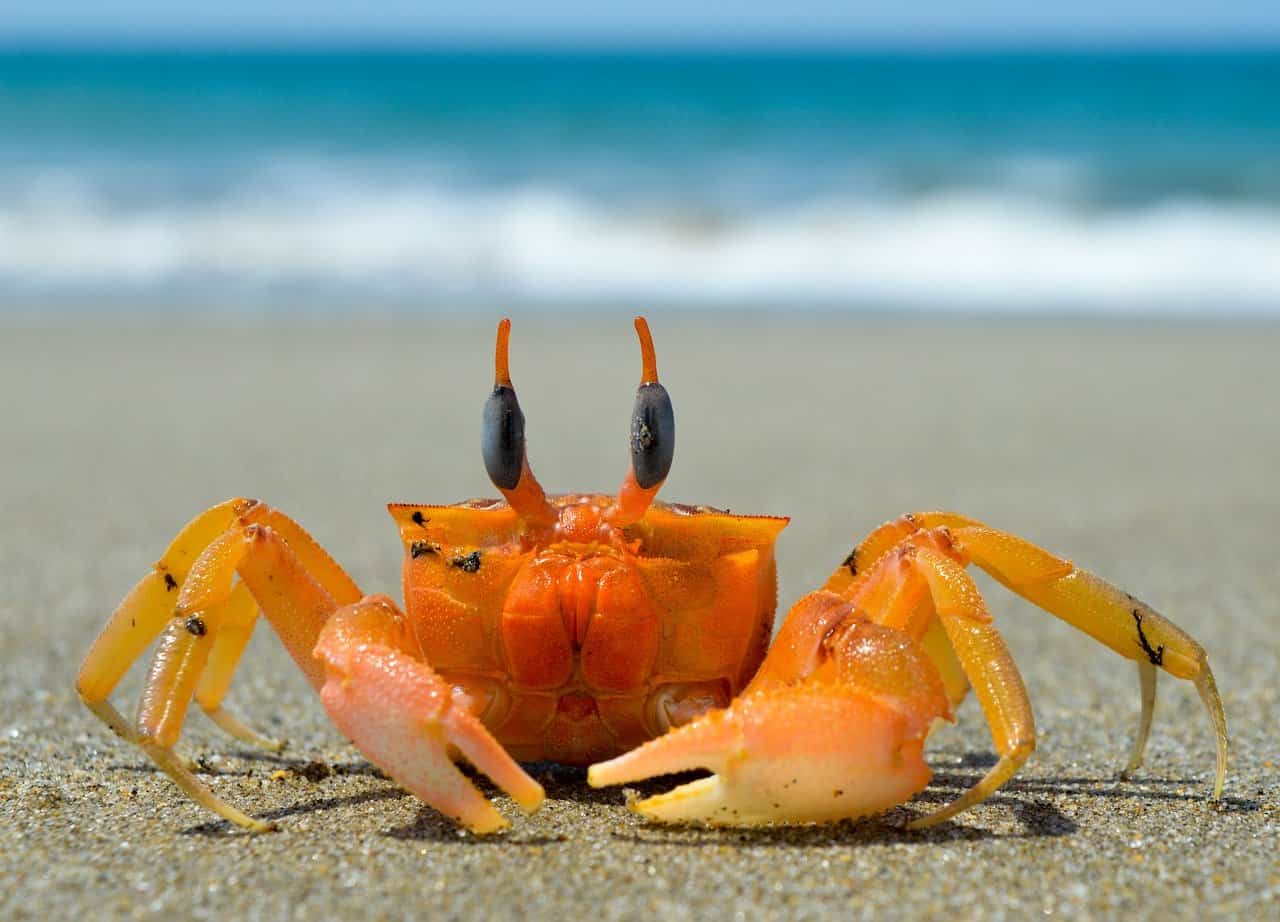 Not this kind of crab but you know what I mean