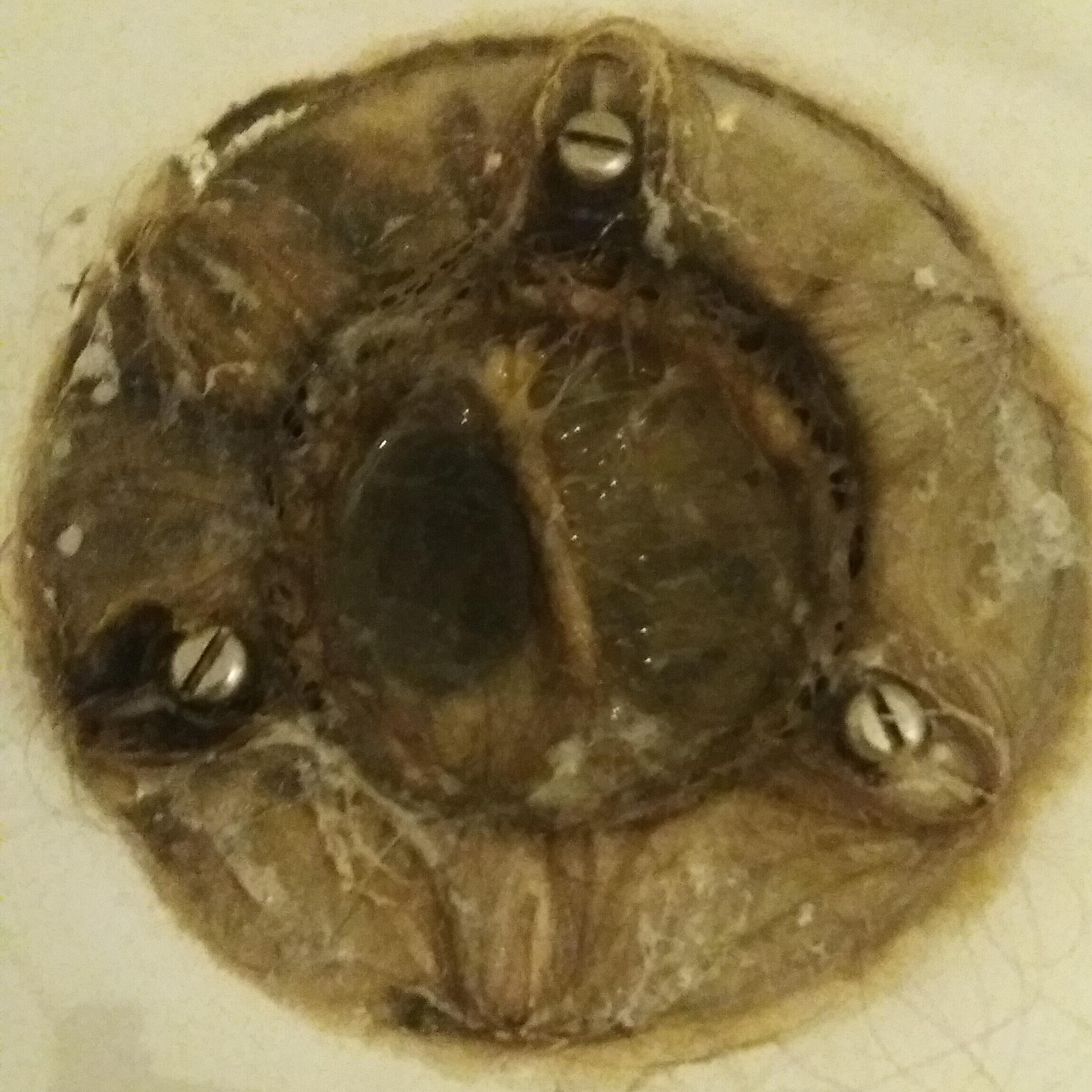 A drain clogged with hair.