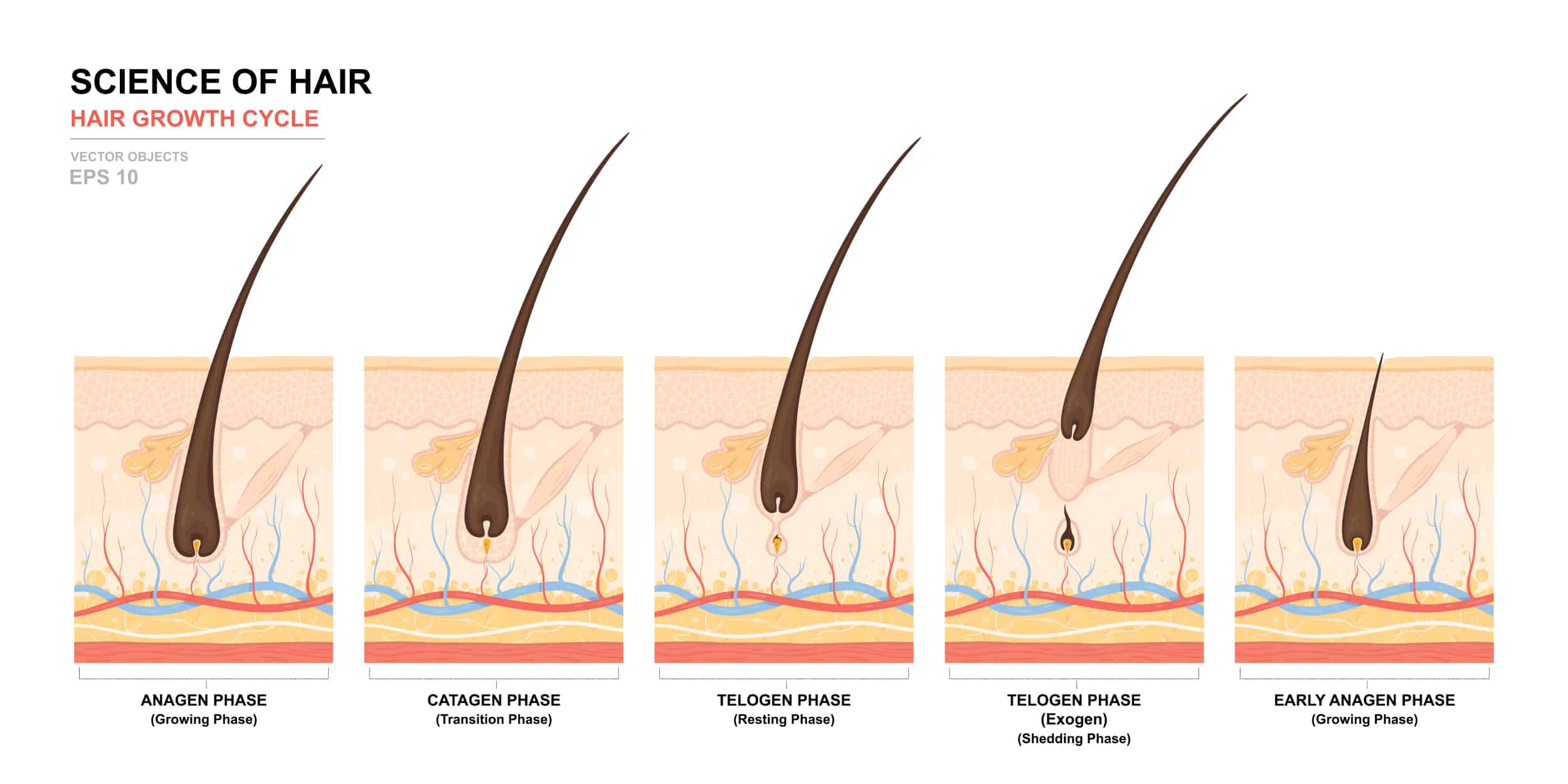 Does shaving stimulate hair growth?